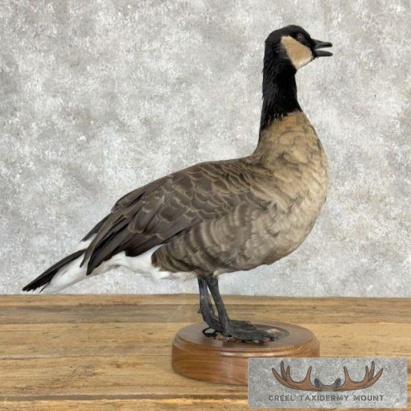 Cackling (Richardson's) Goose Taxidermy Bird Mount For Sale - Image 4