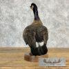 Cackling (Richardson's) Goose Taxidermy Bird Mount For Sale - Image 5
