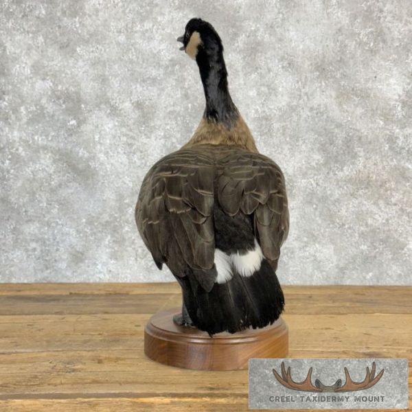 Cackling (Richardson's) Goose Taxidermy Bird Mount For Sale - Image 5