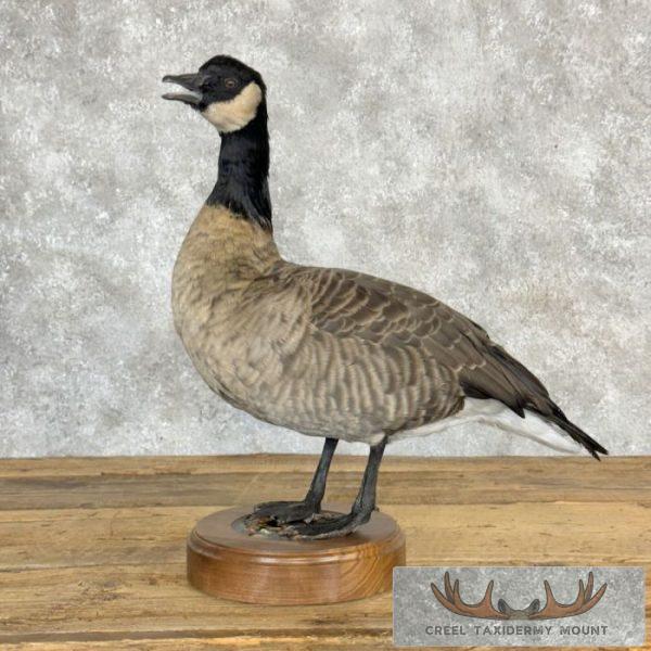 Cackling (Richardson's) Goose Taxidermy Bird Mount For Sale - Image 6