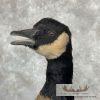 Cackling (Richardson's) Goose Taxidermy Bird Mount For Sale - Image 7