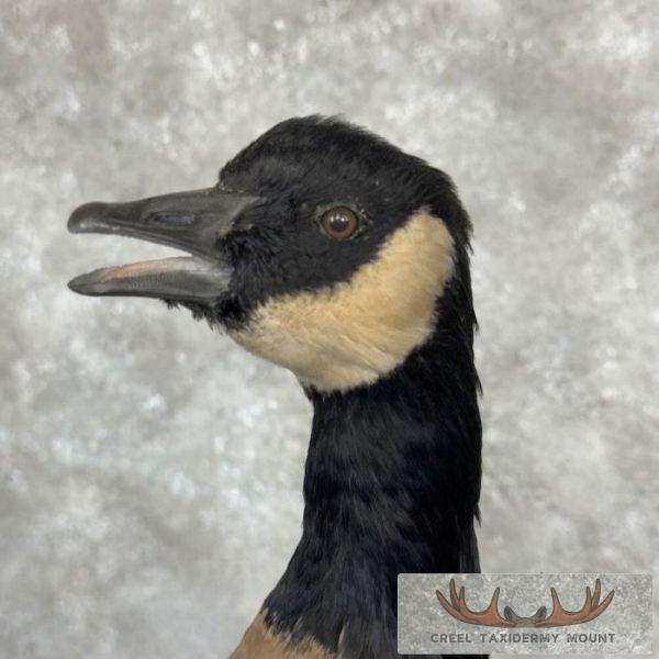 Cackling (Richardson's) Goose Taxidermy Bird Mount For Sale - Image 7