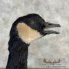 Cackling (Richardson's) Goose Taxidermy Bird Mount For Sale - Image 8