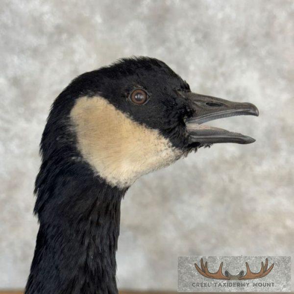 Cackling (Richardson's) Goose Taxidermy Bird Mount For Sale - Image 8