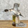 Northern Pintail Duck Taxidermy Bird Mount For Sale - Image 2