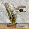 Northern Pintail Duck Taxidermy Bird Mount For Sale - Image 3
