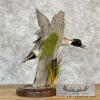 Northern Pintail Duck Taxidermy Bird Mount For Sale - Image 4