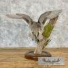 Northern Pintail Duck Taxidermy Bird Mount For Sale - Image 5