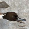 Northern Pintail Duck Taxidermy Bird Mount For Sale - Image 7
