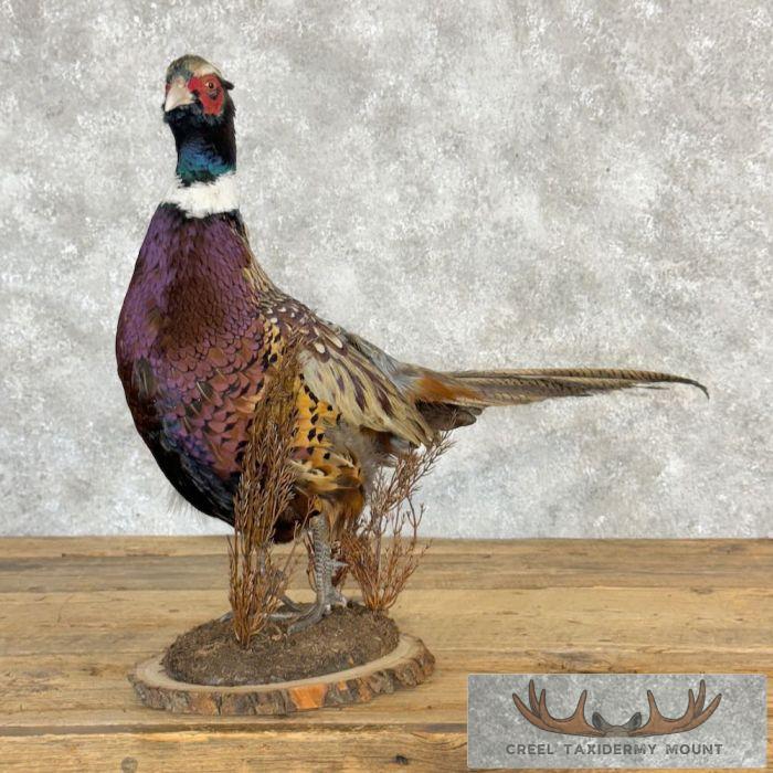 Ringneck Pheasant Taxidermy Bird Mount For Sale - Image 2