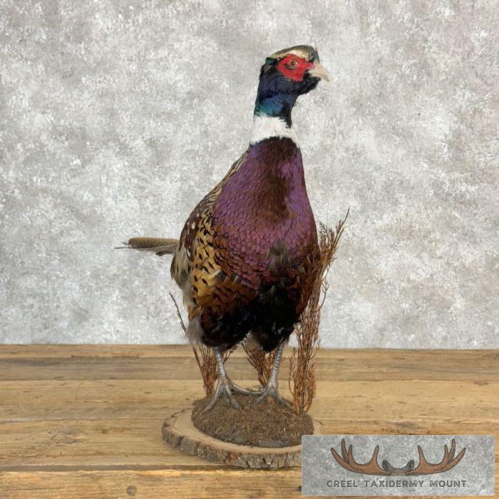 Ringneck Pheasant Taxidermy Bird Mount For Sale - Image 3