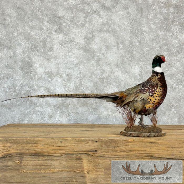 Ringneck Pheasant Taxidermy Bird Mount For Sale - Image 4