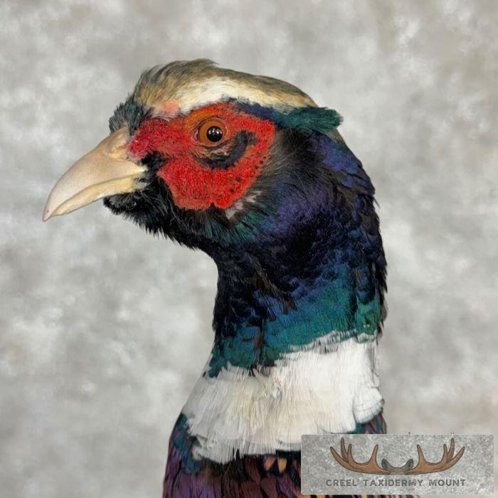 Ringneck Pheasant Taxidermy Bird Mount For Sale - Image 6