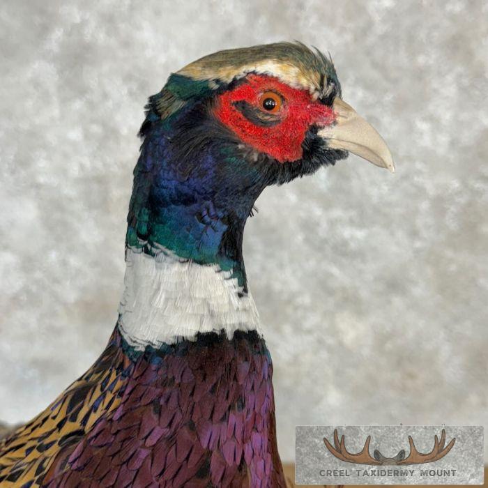 Ringneck Pheasant Taxidermy Bird Mount For Sale - Image 7