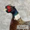 Ringneck Pheasant Taxidermy Bird Mount For Sale - Image 2