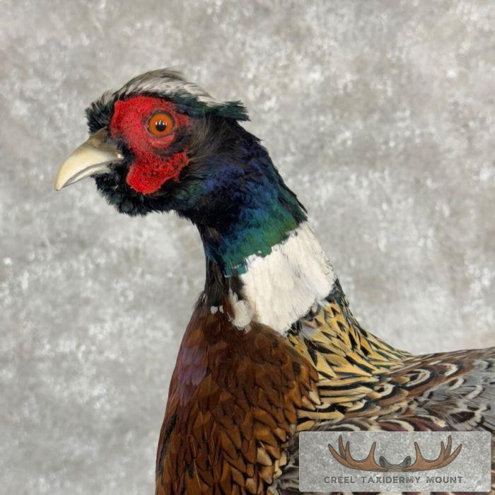 Ringneck Pheasant Taxidermy Bird Mount For Sale - Image 2