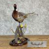 Ringneck Pheasant Taxidermy Bird Mount For Sale - Image 3