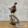 Ringneck Pheasant Taxidermy Bird Mount For Sale - Image 4