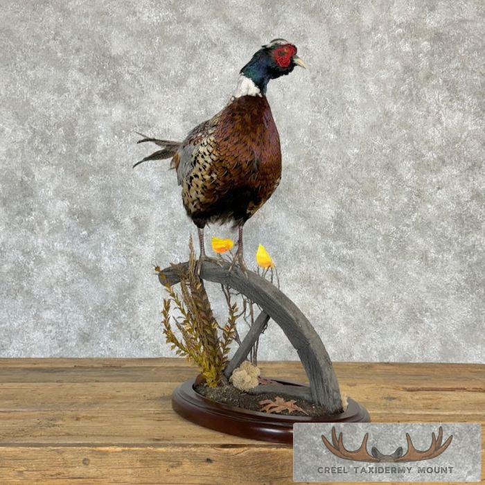 Ringneck Pheasant Taxidermy Bird Mount For Sale - Image 4