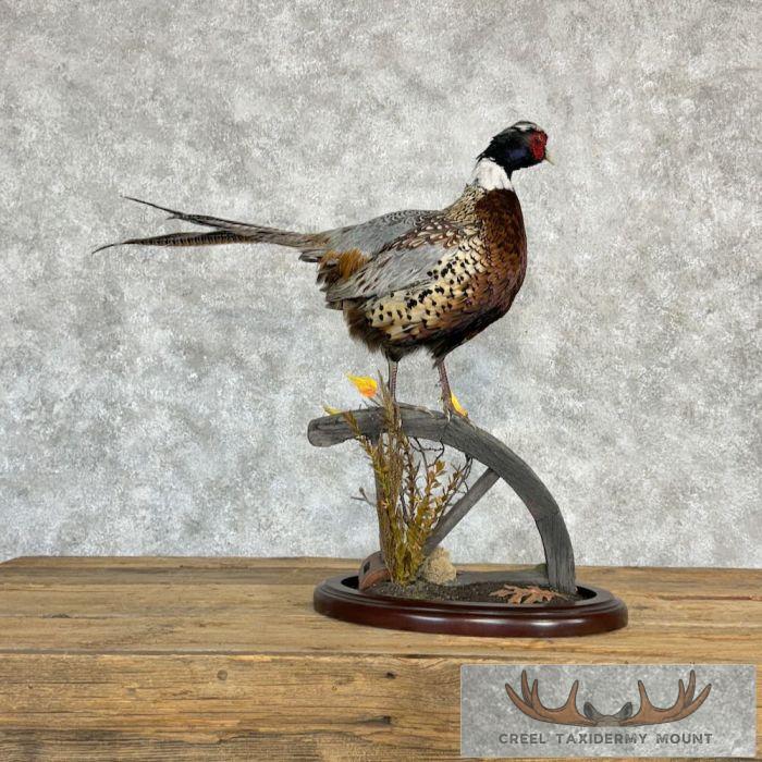 Ringneck Pheasant Taxidermy Bird Mount For Sale - Image 5