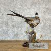Ringneck Pheasant Taxidermy Bird Mount For Sale - Image 6