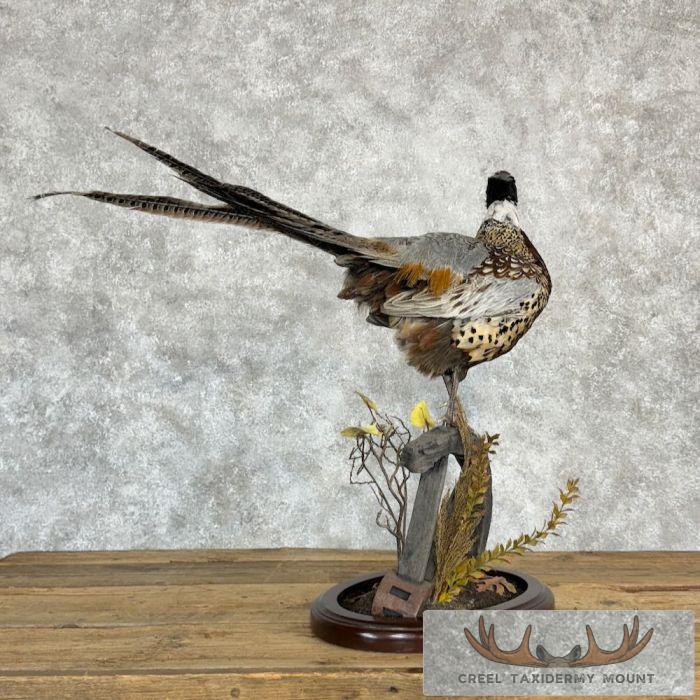 Ringneck Pheasant Taxidermy Bird Mount For Sale - Image 6