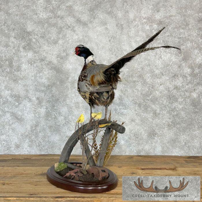Ringneck Pheasant Taxidermy Bird Mount For Sale - Image 7