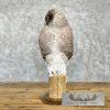 Reproduction Great Great Owl Taxidermy Mount For Sale - Image 2