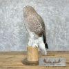 Reproduction Great Great Owl Taxidermy Mount For Sale - Image 3