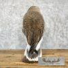 Reproduction Great Great Owl Taxidermy Mount For Sale - Image 4