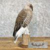 Reproduction Great Great Owl Taxidermy Mount For Sale - Image 5