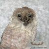 Reproduction Great Great Owl Taxidermy Mount For Sale - Image 6