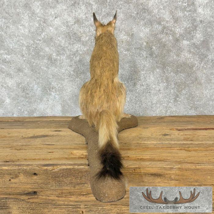Springhare Taxidermy Mount For Sale - Creel Taxidermy