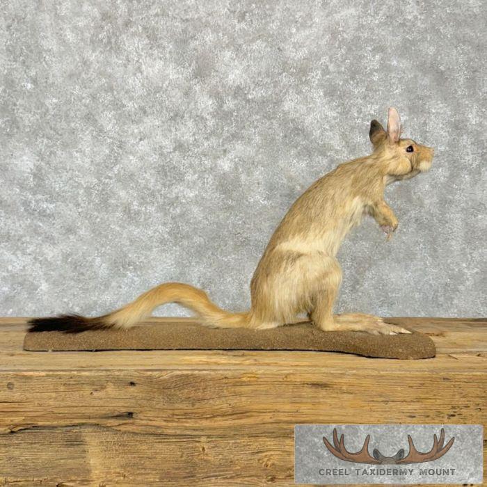 Springhare Taxidermy Mount For Sale - Image 4