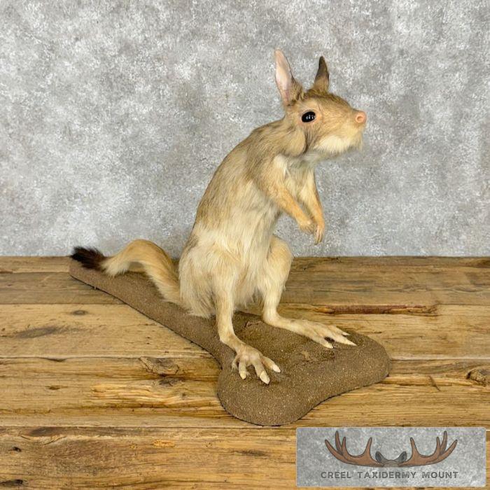 Springhare Taxidermy Mount For Sale - Image 5