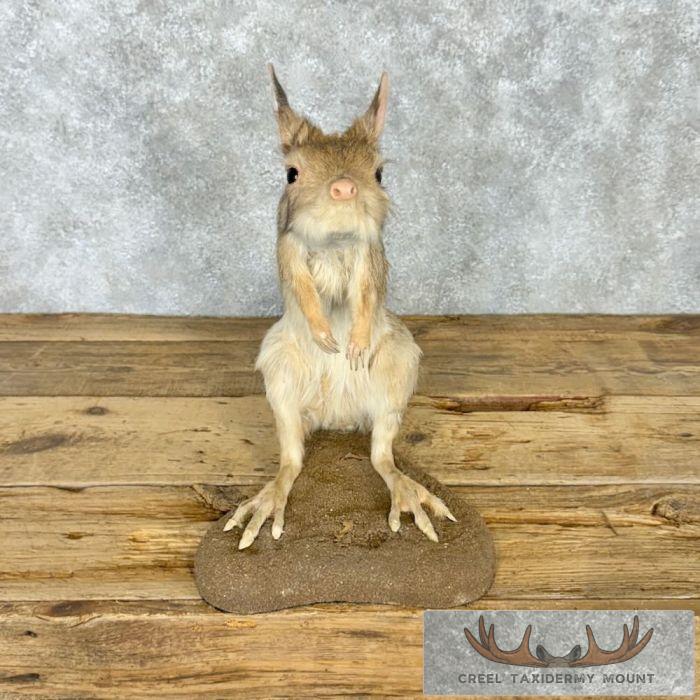 Springhare Taxidermy Mount For Sale - Image 6