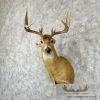 Whitetail Deer Taxidermy Shoulder Mount For Sale - Image 2