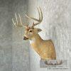 Whitetail Deer Taxidermy Shoulder Mount For Sale - Image 3