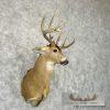 Whitetail Deer Taxidermy Shoulder Mount For Sale - Image 4