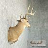 Whitetail Deer Taxidermy Shoulder Mount For Sale - Image 5