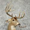 Whitetail Deer Taxidermy Shoulder Mount For Sale - Image 6