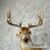 Whitetail Deer Taxidermy Shoulder Mount For Sale - Image 7