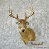 Whitetail Deer Taxidermy Shoulder Mount For Sale - Image 2