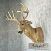 Whitetail Deer Taxidermy Shoulder Mount For Sale - Image 3