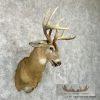 Whitetail Deer Taxidermy Shoulder Mount For Sale - Image 4