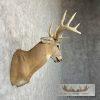 Whitetail Deer Taxidermy Shoulder Mount For Sale - Image 5