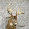 Whitetail Deer Taxidermy Shoulder Mount For Sale - Image 6