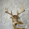 Whitetail Deer Taxidermy Shoulder Mount For Sale - Image 7