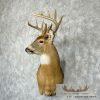 Whitetail Deer Taxidermy Shoulder Mount For Sale - Image 2