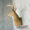 Whitetail Deer Taxidermy Shoulder Mount For Sale - Image 3